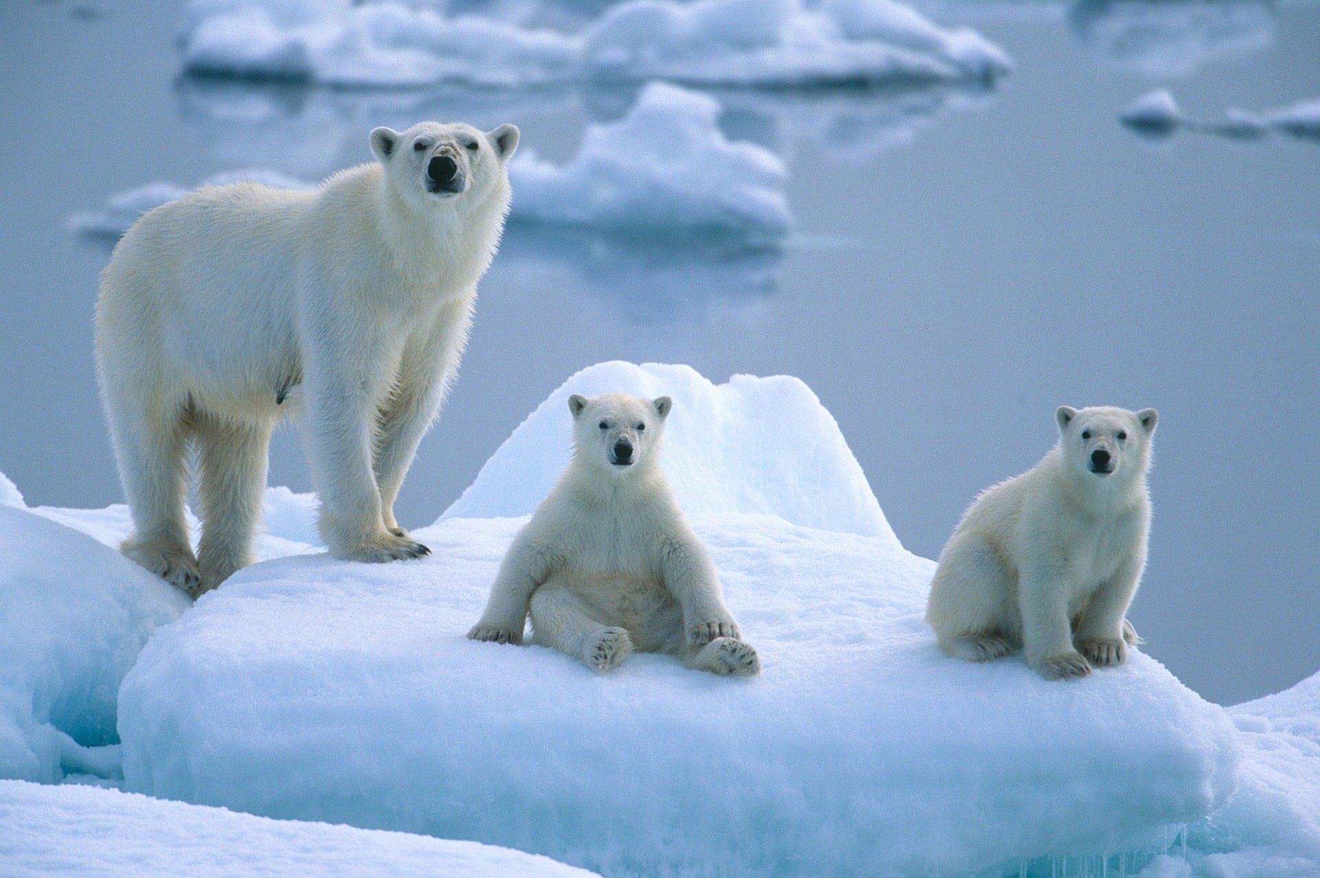 It's International Polar Bear Day! r/aww