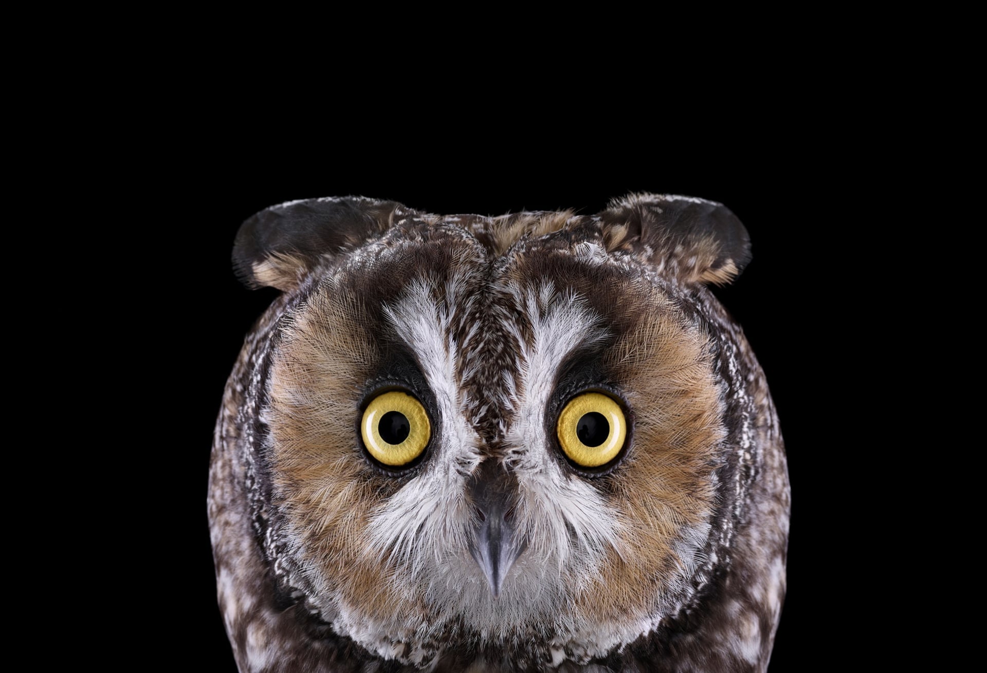 Long-eared owl  Photograph: Brad Wilson