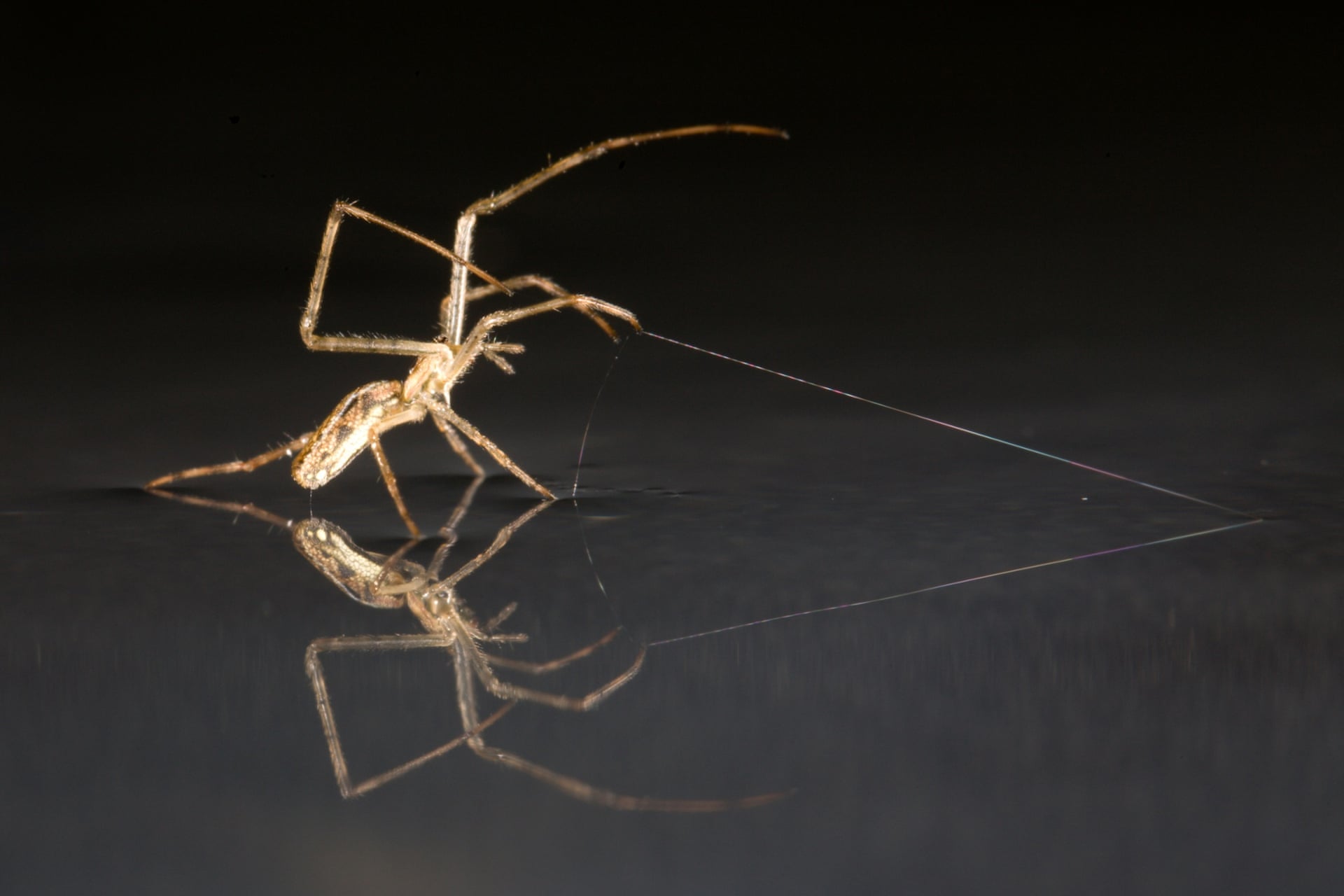 Spiders have evolved a trick to sail across the water instead of