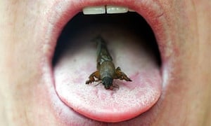 insect_eating460.jpg