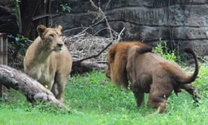 Lions at Surabaya zoo