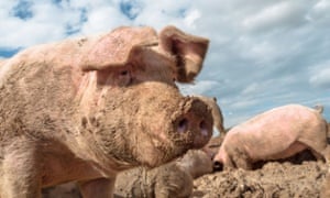 Mega pig farm proposal proves too much of a stink for Environment