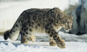 Snow leopard walking on snow. An international forum will coordinate the conservation of the species and its habitat in Bishkek, Kyrgyzstan, on March19-20, 2015.