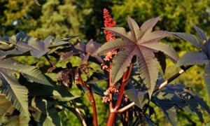 Castor oil plant (Ricinus communis). 