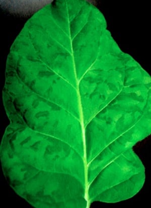 Leaf with tobacco mosaic virus