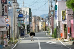 Deserted Town from the series The Abandoned Animals of Fukushima 