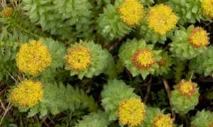 Sedum rosea