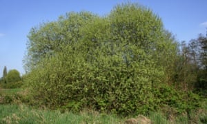 Goat willow (Salix caprea)