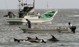 Fishermen drive dolphins into nets during the annual Taiji hunt.