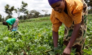 Agricultural workers in Tanzania