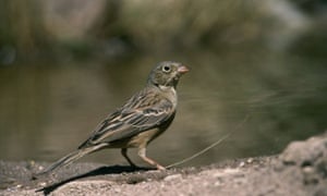 A male ortolan bunting