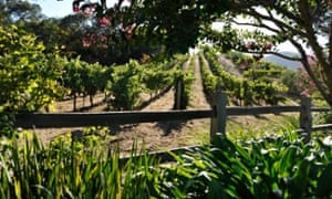 Benziger Family Winery, above San Francisco