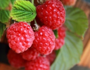 Ruby Beauty mini raspberry fruit