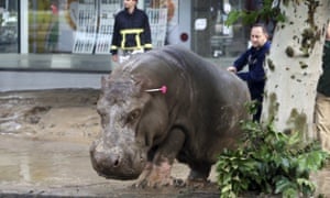 A man directs a hippopotamus after it was shot with a tranquilizer dart.