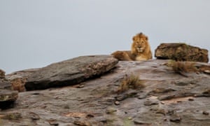 A lion is seen on a rock at Masai Mara National Reserve in Kenya, June 13, 2015.