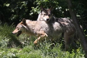 European gray wolves are pictured on June 18, 2015 in the semi-wildlife animal park of Les Angles, southwestern France.