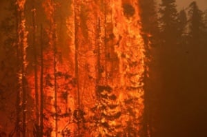 Trees are consumed by flames as an out of control wildfire burns near Willow, Alaska, in this picture courtesy of Mat-Su Borough taken June 14, 2015.  People living in homes between mile 72 and mile 77 of the Parks Highway in Willow have been given evacuation notices due to the Sockeye Fire,  which has burned 6,500 acres, according to the Alaska Division of Forestry. Picture taken June 14, 2015.