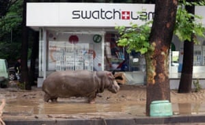 A hippopotamus stands in the mud in front of a Swatch watch kiosk after it escaped from a flooded zoo in Tbilisi, Georgia, Sunday, June 14, 2015. Tigers, lions, a hippopotamus and other animals have escaped from the zoo in Georgia s capital after heavy flooding destroyed their enclosures, prompting authorities to warn residents in Tbilisi to say inside Sunday. At least eight people have been killed in the disaster, including three zoo workers, and 10 are missing. (AP Photo/Beso Gulashvili)animalgallery