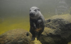 .Obi a male Pygmy Hippo calf swims with his mother Petre at the Melbourne Zoo, Melbourne, Thursday, June 18, 2015. Pygmy Hippos are endangered in the wild.