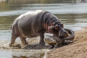 The hippo snared the crocodile after lunging at it on June, 11, 2015, in Kruger National Park, South Africa.  A mother hippo clamps a crocodile in its jaws as the huge reptile struggles to break free. The confrontation broke-out on the edge of Lake Panic in Kruger National Park, South Africa.