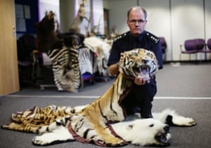 Grant Miller, CITES lead at Border Force, holding a tiger pelt  which was uncovered during Operation Cobra 3, a six-week global operation to prevent the illegal movement of endangered species across international borders at Custom House at Heathrow Airport, London, June 18, 2015. More than 300 different animals and plants and their derivatives were seized by Border Force and police at UK airports and ports, as they worked together for Operation Cobra 3 which has resulted in 28 police investigations.