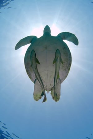 Green Sea Turtle floats up to the surface of the Red sea, Marsa Alam on May 27, 2015 in Abu Dabab, Egypt.