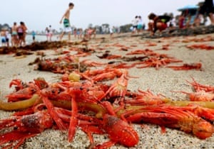Thousands of red tuna crabs are shown washed ashore in Dana Point, California June 17, 2015. Linsey Sala, collection manager for the Pelagic Invertebrates Collection at Scripps Institution of Oceanography, UC San Diego, said the strandings happen periodically and are not neccessarily a threat to the species.