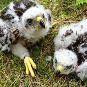 Scottish Borders, UK. 15th June, 2015. Goshawk chicks 3/4 weeks old just been ringed in order to monitor their population levels. There are less Goshawks than Golden Eagles in the British Isles.