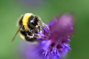 A bumble bee sits on a wild flower in Ruskin Park, south London, Britain, 12 June 2015. The temperature is expected to hit the hottest day of the year but torrential downpours and thunderstorms are also forecast across the country.