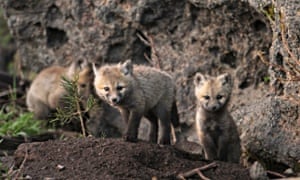 Fox pups near their den in Yellowstone National Park, Wyoming, 15 June 2015.