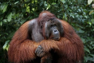 A male orangutan waits at a feeding station at Camp Leakey in Tanjung Puting National Park in Central Kalimantan province, Indonesia June 15, 2015. Deforestation is the primary threat to the orangutan, a species of great ape known for its intelligence. The United Nations predicts that orangutans will be virtually eliminated in the wild within two decades if current deforestation trends continue.