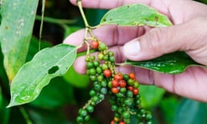 Kampot pepper on bush.