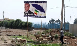 A man herds his animals near a billboard of Blue Party candidate Amlaku Fiseha Ishete on the outskirts of Ethiopia's capital Addis Ababa,