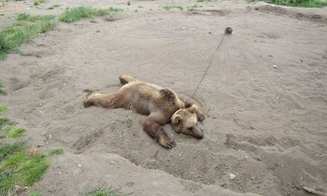 Babolsar zoo bear, chained to ground