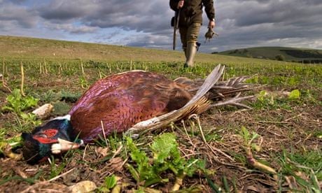 pheasant shooting tories democracy britain auction putting auctioning contracts wages banks poverty zero nation hour food off