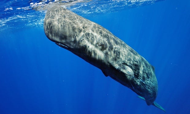 A sperm whale swims in the waters off Faial Island in the Azores.