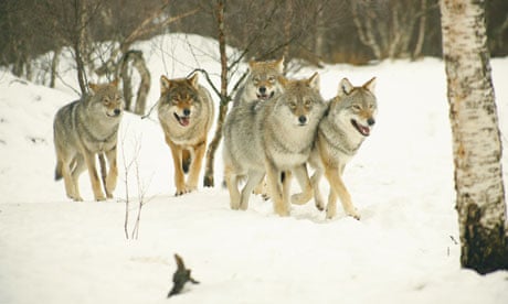 Monbiot blog : A pack of Timber Wolves (wolf) wandering in snowy birch forest of  Norway
