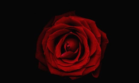 A rose on a black background