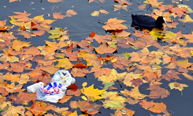 Plastic bag use in UK : Autumn leaves floating in water with Tesco bag and a duck
