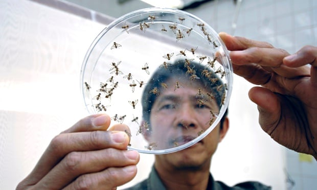 lab technician examine tsetse flies