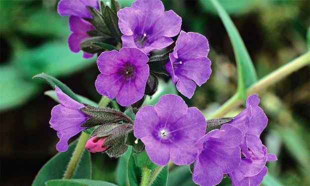 http://i.guim.co.uk/static/w-620/h--/q-95/sys-images/Guardian/About/General/2015/4/7/1428403601633/Alys-Fowler-Pulmonaria-Bl-007.jpg