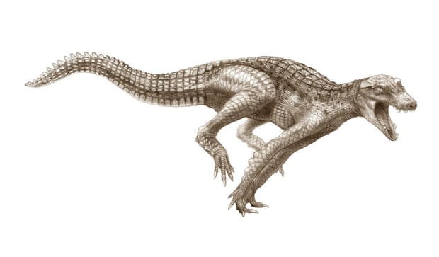Ancient crocodiles: DogCroc