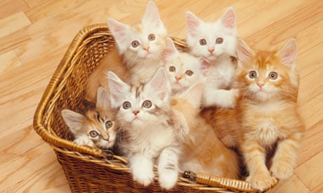 Cute-kittens-008.jpg