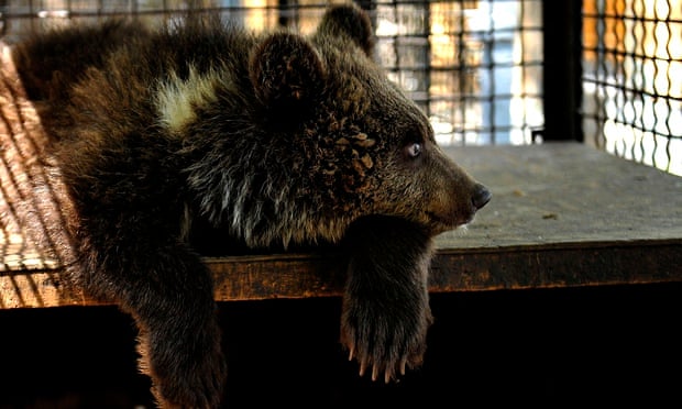 Handout of Nastia, a six-month-old female bear cub