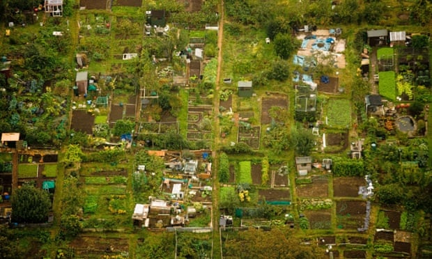 Aerial view of allotments