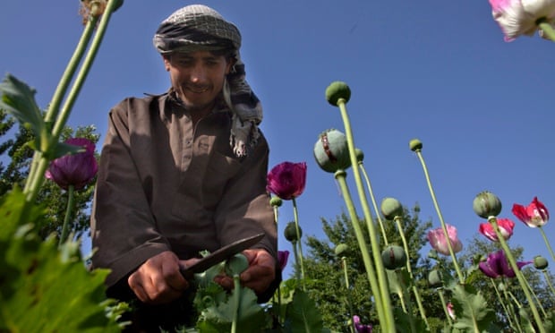 Opium sap being harvested from poppies in Badakhshan, Afghanistan.