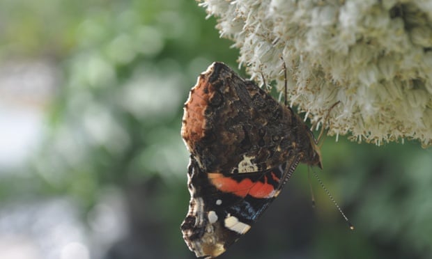 A butterfly on a leek flower