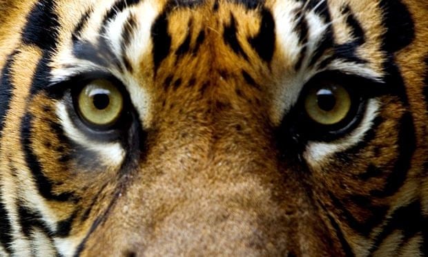 A tiger up close