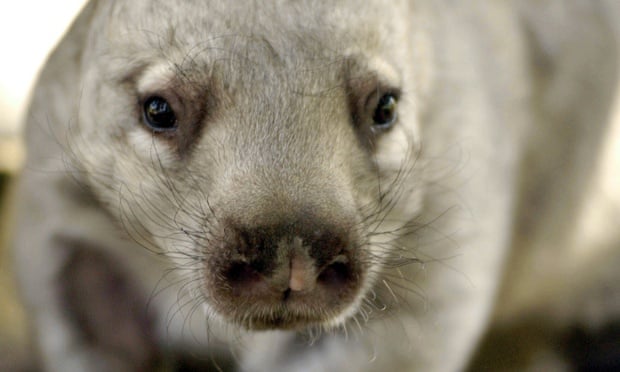 Kooloola, a baby northern hairy-nosed wombat at the Central Queensland Wombat Research Centre. The northern species is one of the world's most endangered mammals with around 100 surviving.