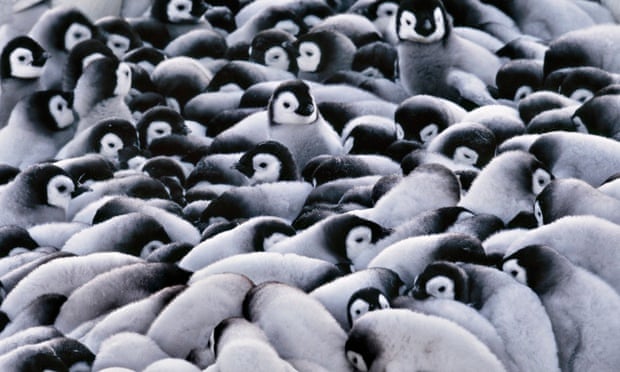 Emperor penguin chicks huddling together as blizzards with temperatures of -60 blow across Antarctic